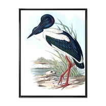 Designart 'Australian Vintage Birds I' Traditional Framed Canvas Wall Art Print