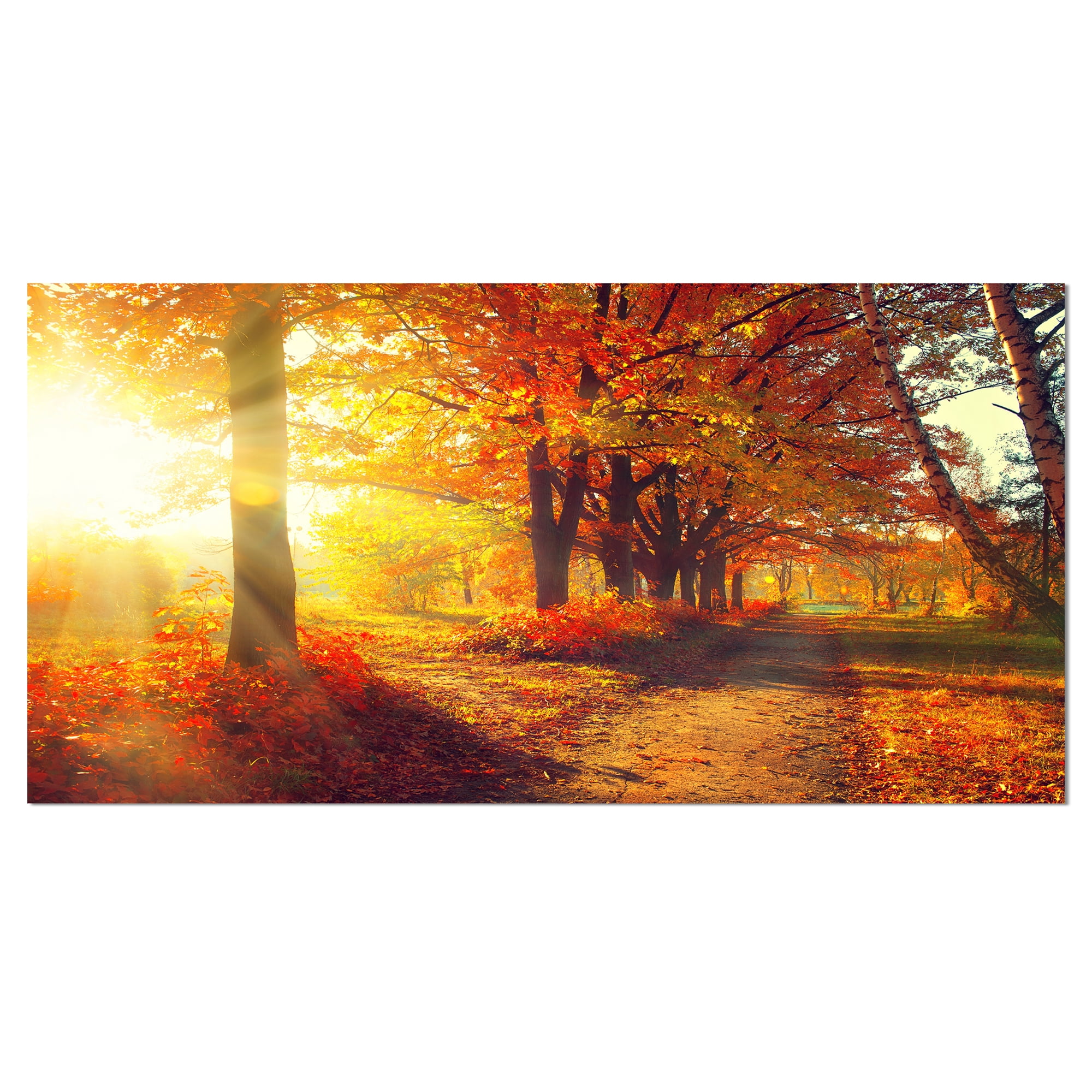 Designart 'Autumnal Trees in Sunrays ' Large Landscape Canvas Art Print