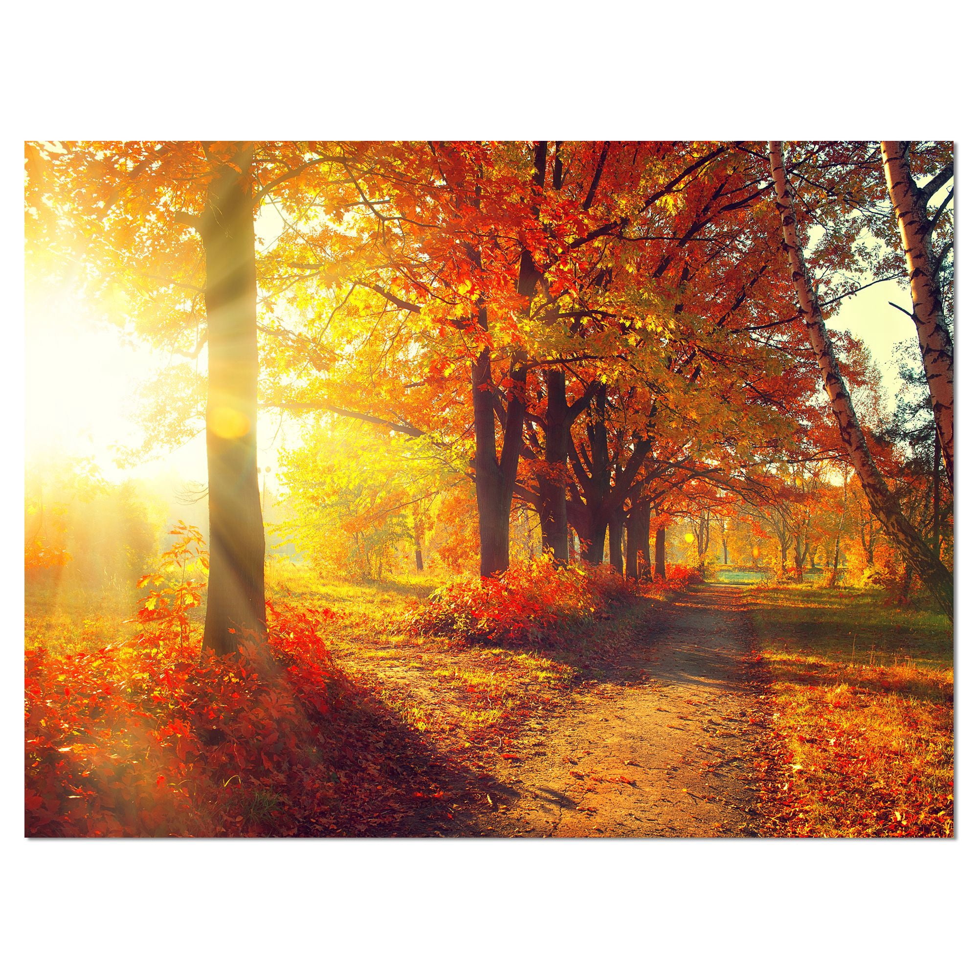 Designart 'Autumnal Trees in Sunrays ' Large Landscape Canvas Art Print