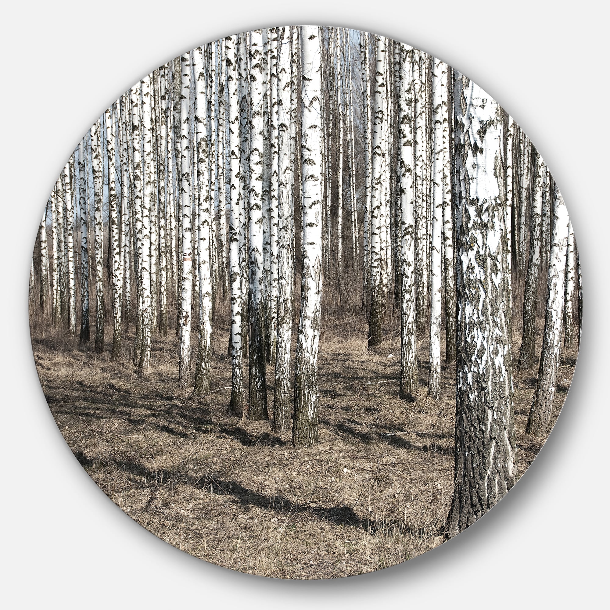 Designart 'Beautiful Dense Birch Forest View' Disc Forest Large Metal Circle Wall Art