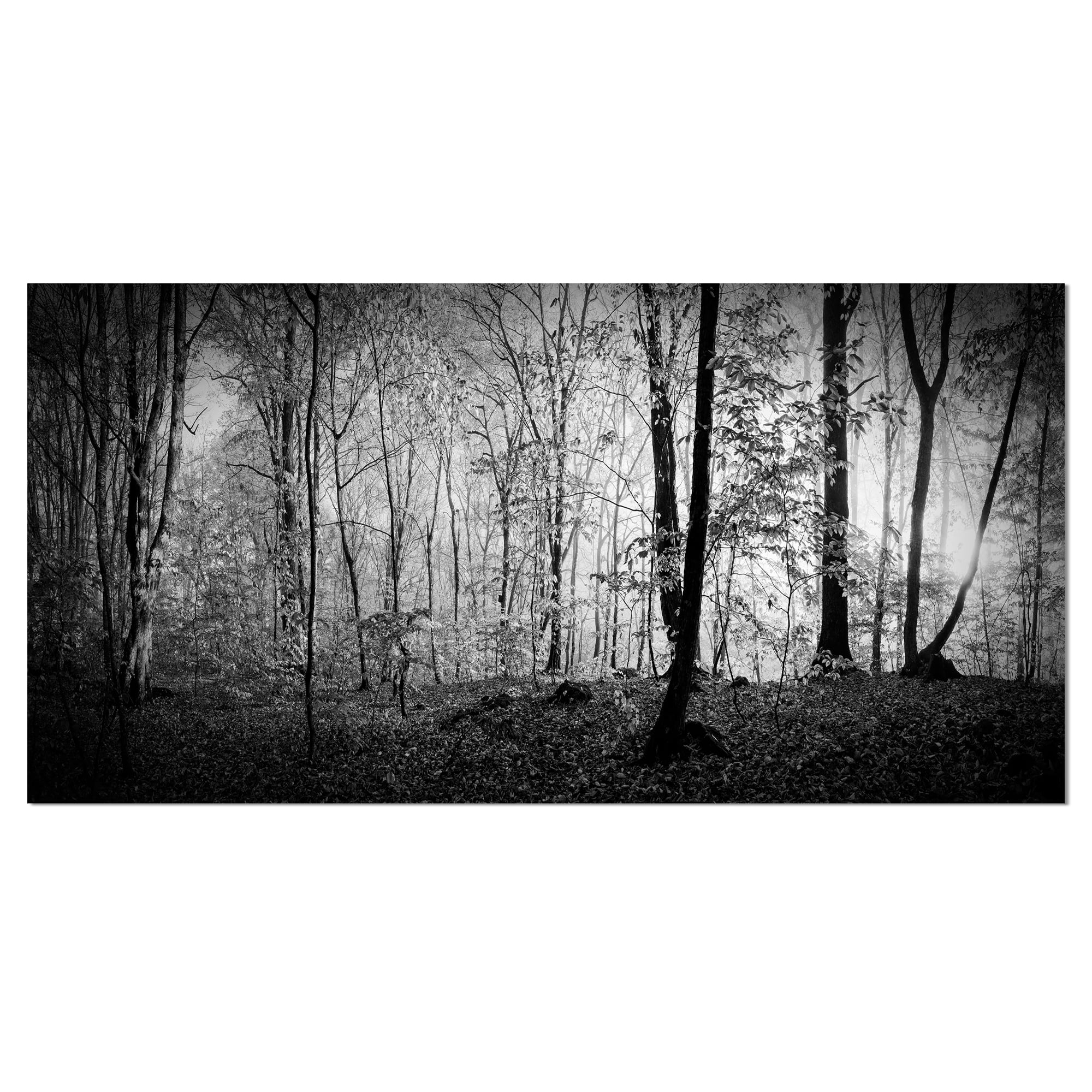 Beautiful Forest Morning Black and White Canvas Art Print