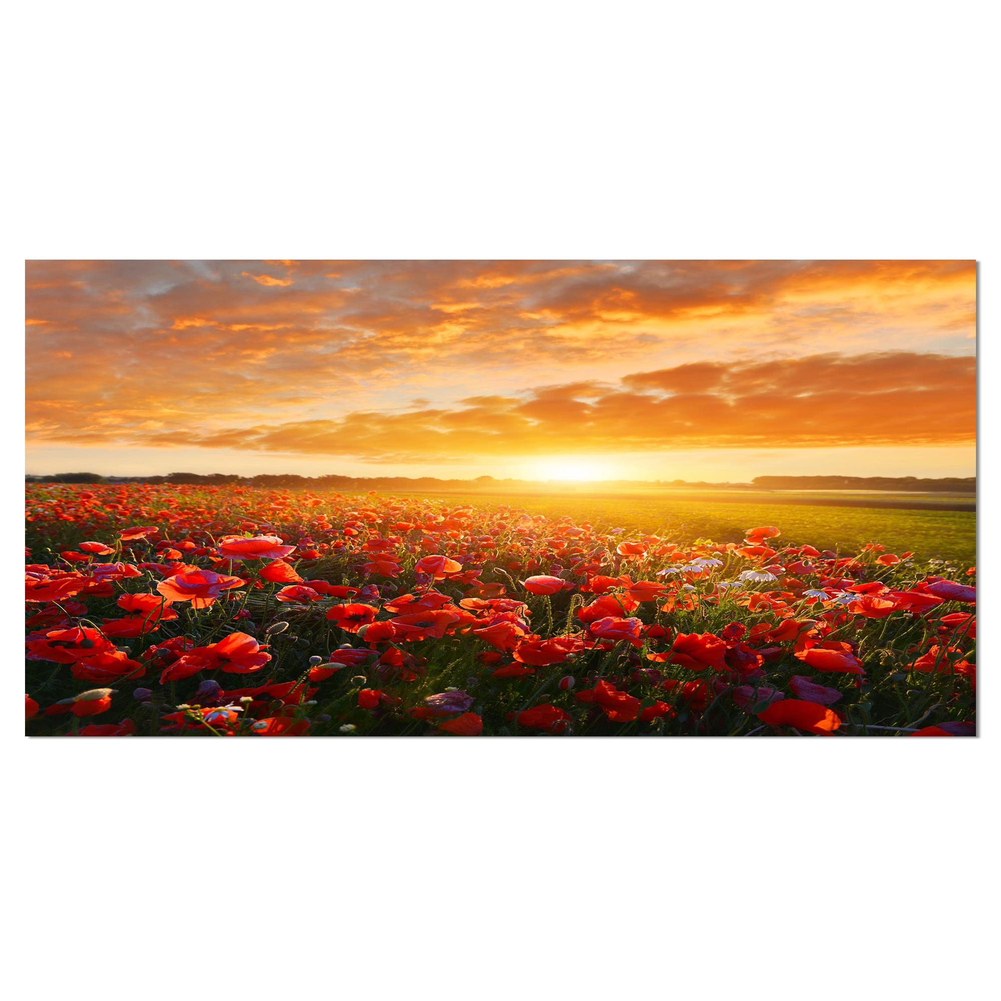 Designart 'Beautiful Poppy Field at Sunset ' Abstract Wall Art Canvas