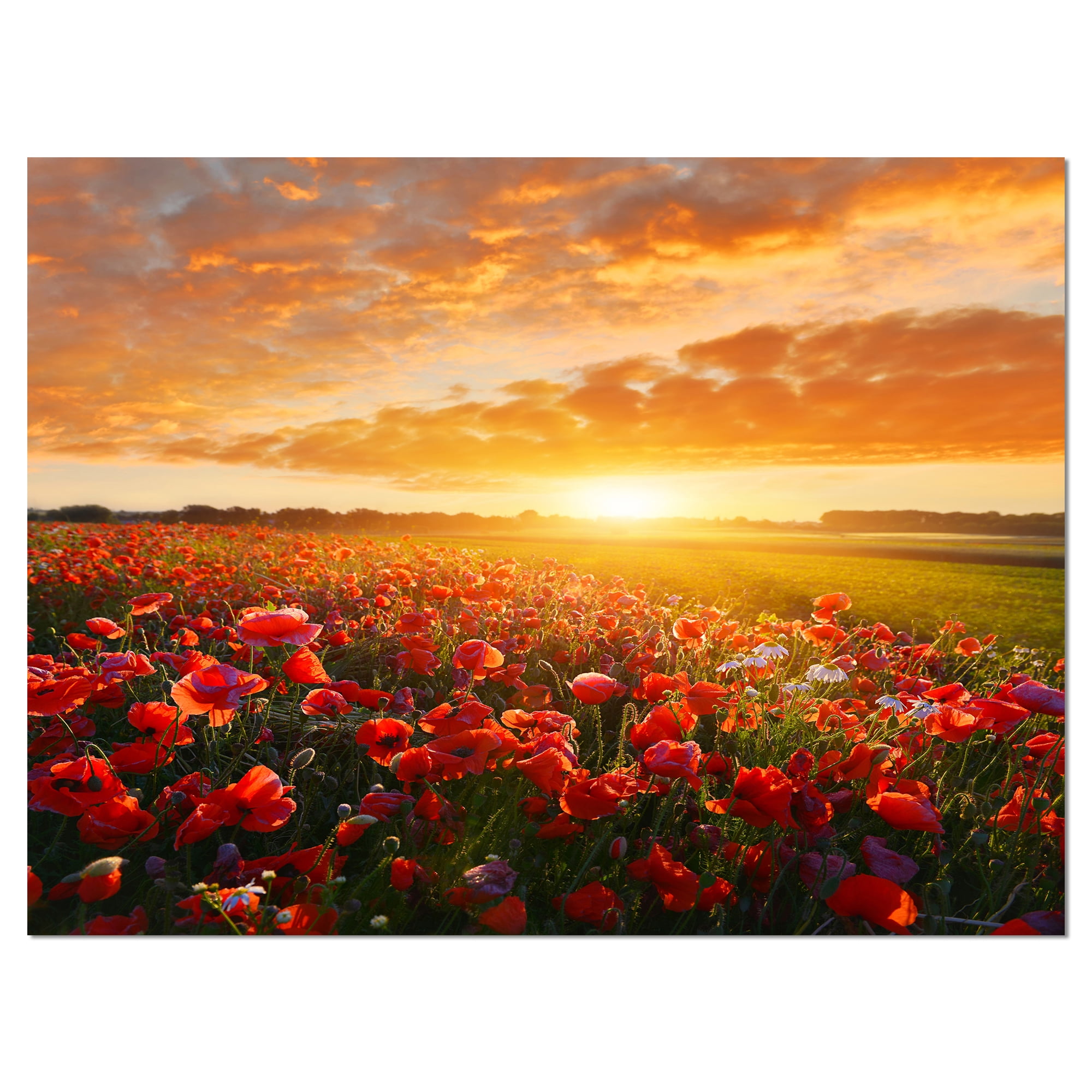 Sunset Poppy Field Abstract Canvas Wall Art, 40" x 30"