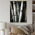 thumbnail image 1 of Designart "Black And White Photo Of Bamboo III" Bamboo Floater Framed Canvas Prints, 1 of 5