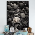 thumbnail image 1 of Designart "Black And White Shells And Pebbles" Seashell Canvas Art Print, 1 of 7
