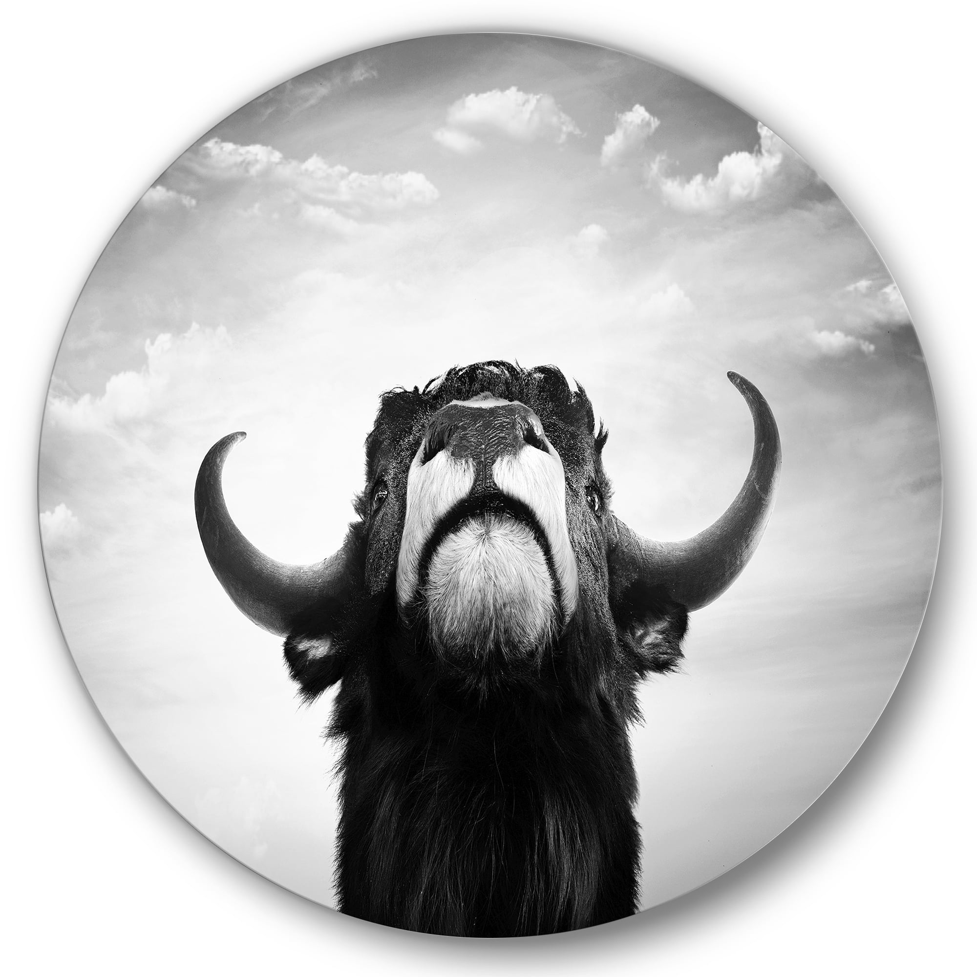 Designart 'Black and White Portrait Of A Spanish Bull I' Farmhouse Circle Metal Wall Art 36x36 - Disc of 36