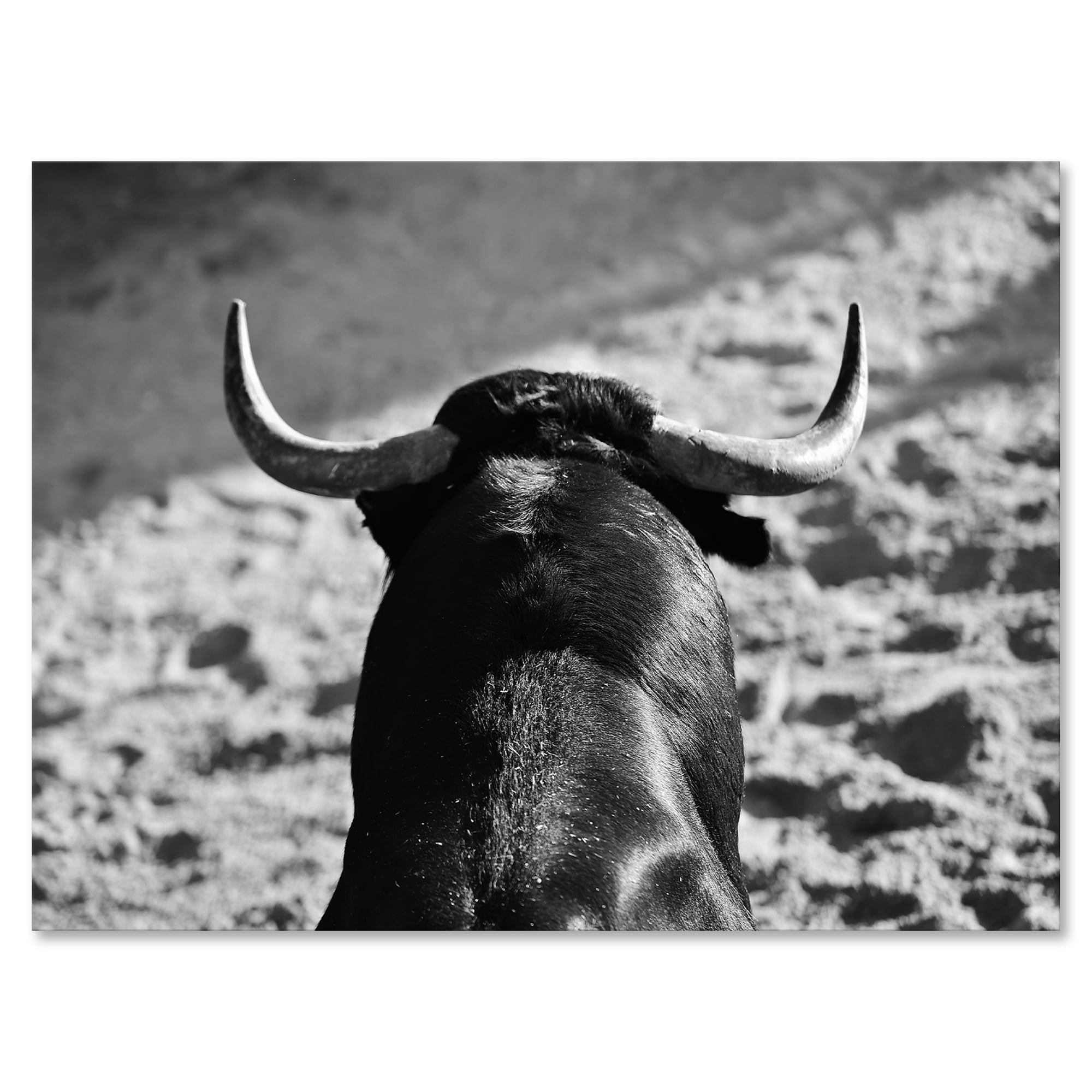 Designart ' Black and White Portrait Of A Spanish Bull II ' Farmhouse Canvas Wall Art Print