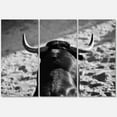 thumbnail image 1 of Designart ' Black and White Portrait Of A Spanish Bull II ' Farmhouse Canvas Wall Art Print, 1 of 3