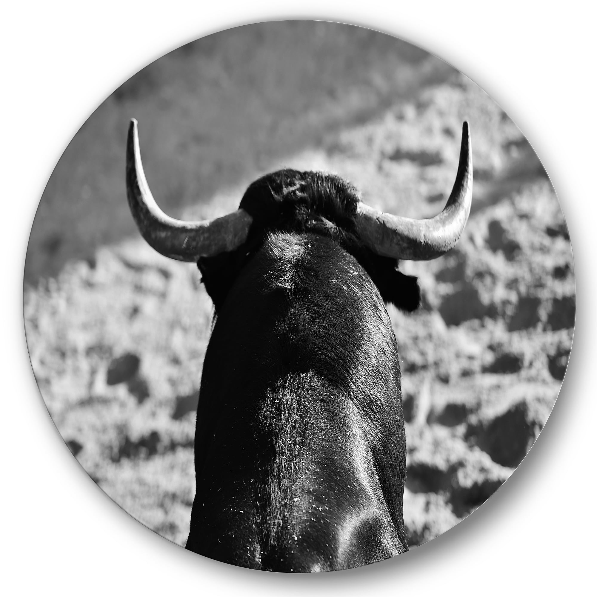Designart 'Black and White Portrait Of A Spanish Bull II' Farmhouse Circle Metal Wall Art 23x23 - Disc of 23