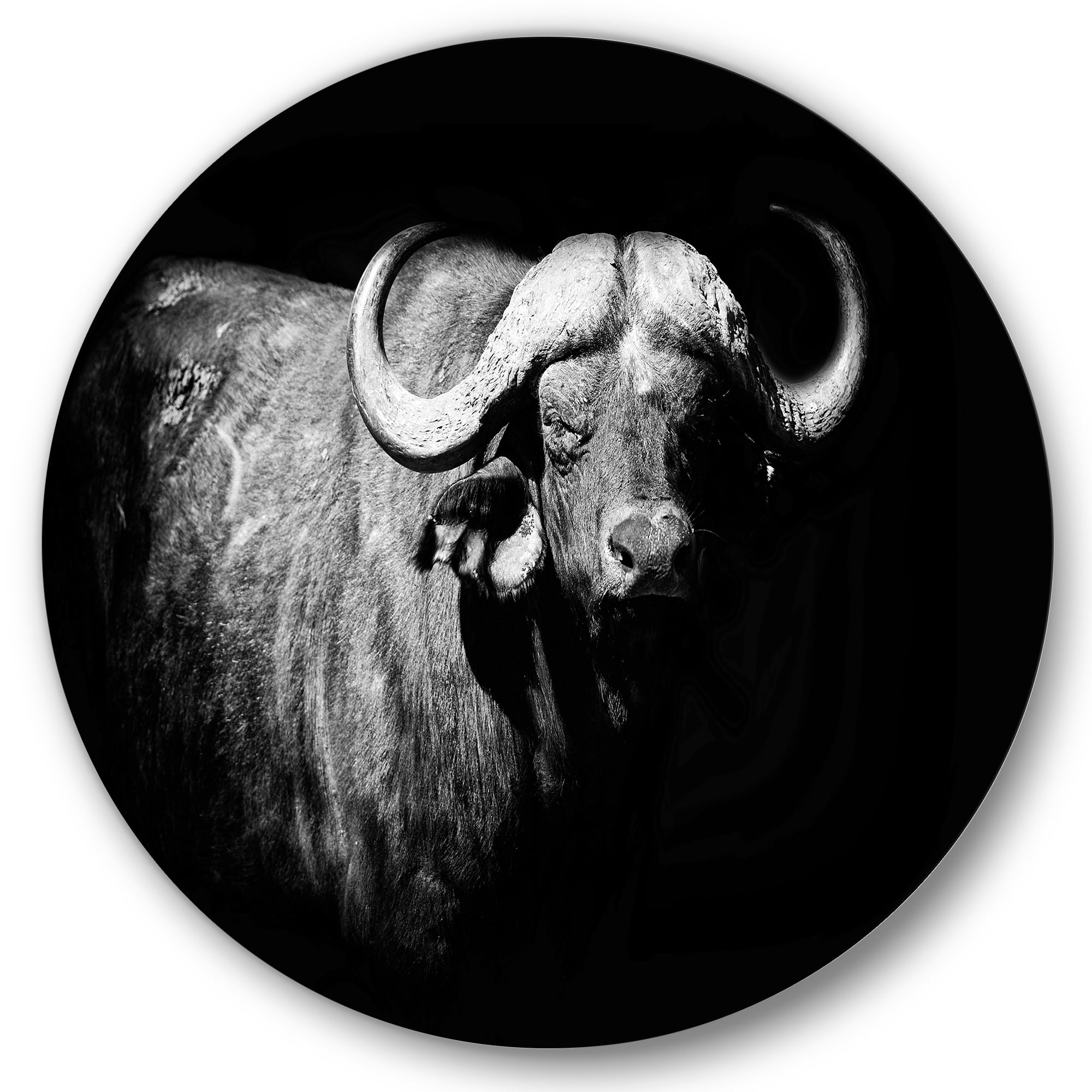 Designart 'Black and White Portrait Of Buffalo I' Farmhouse Circle Metal Wall Art 11x11 - Disc of 11
