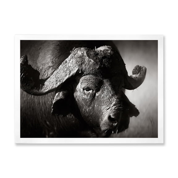 Designart 'Black and White Portrait Of Buffalo II' Farmhouse Framed Art Print