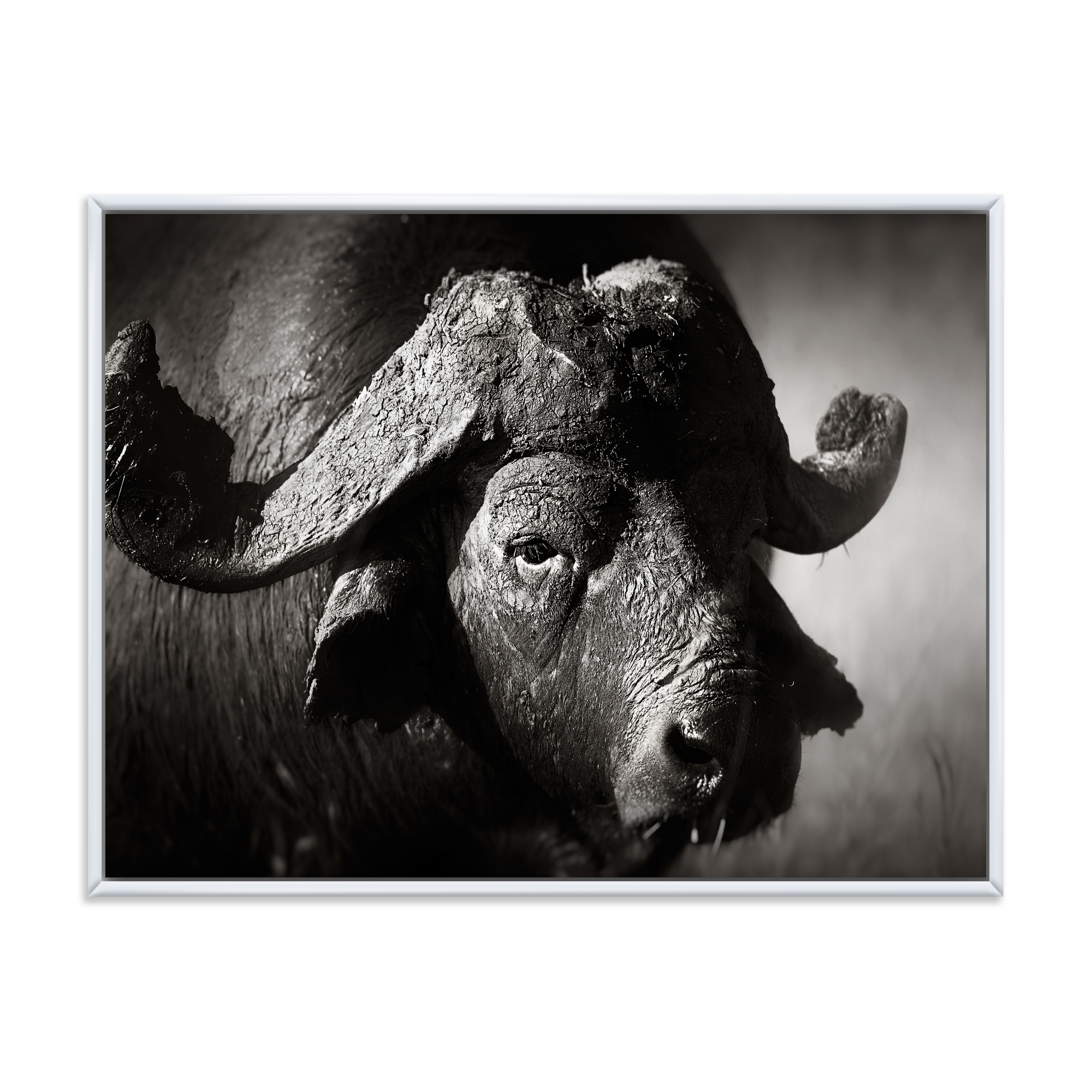 Designart 'Black and White Portrait Of Buffalo II' Farmhouse Framed Canvas Wall Art Print