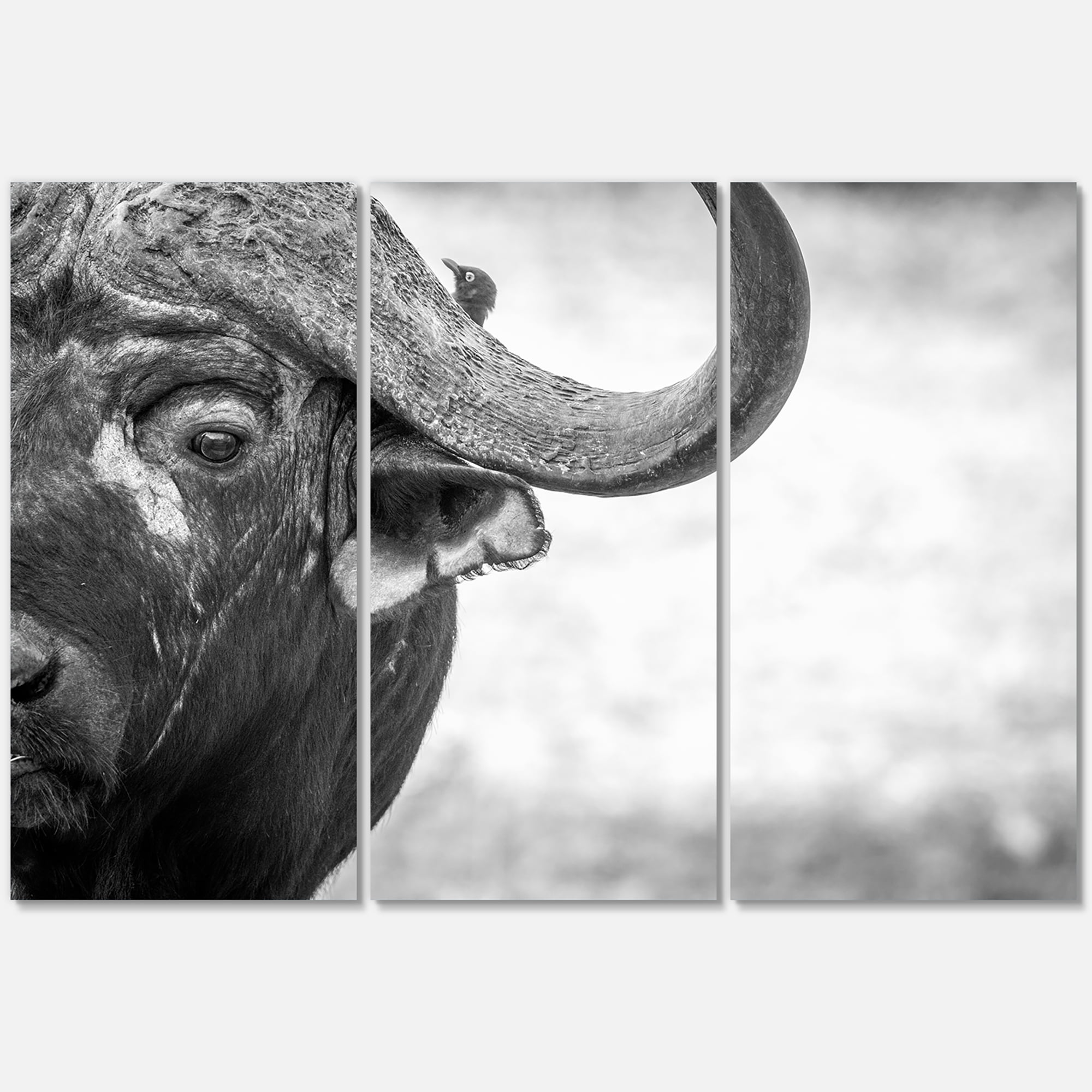 Designart ' Black and White Portrait Of Buffalo III ' Farmhouse Canvas Wall Art Print