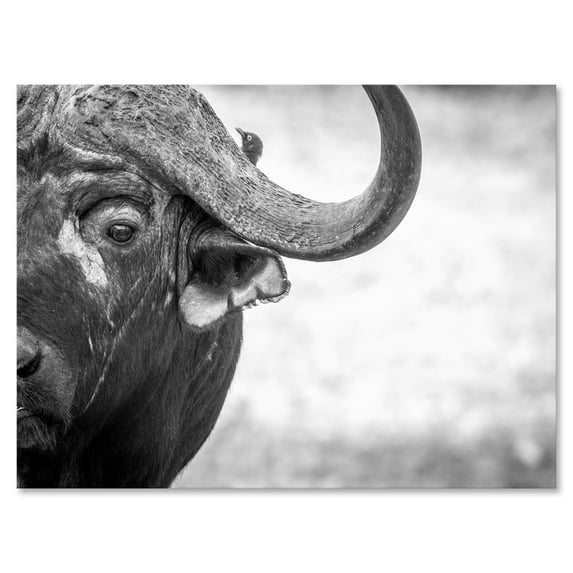 Designart ' Black and White Portrait Of Buffalo III ' Farmhouse Canvas Wall Art Print