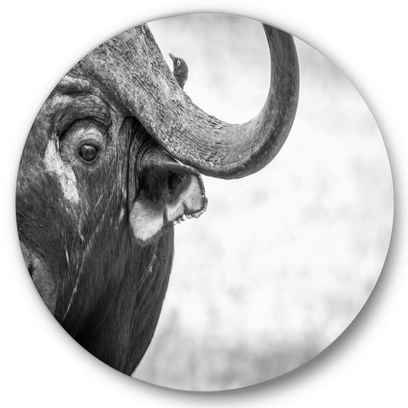 Designart 'Black and White Portrait Of Buffalo III' Farmhouse Circle Metal Wall Art 11x11 - Disc of 11