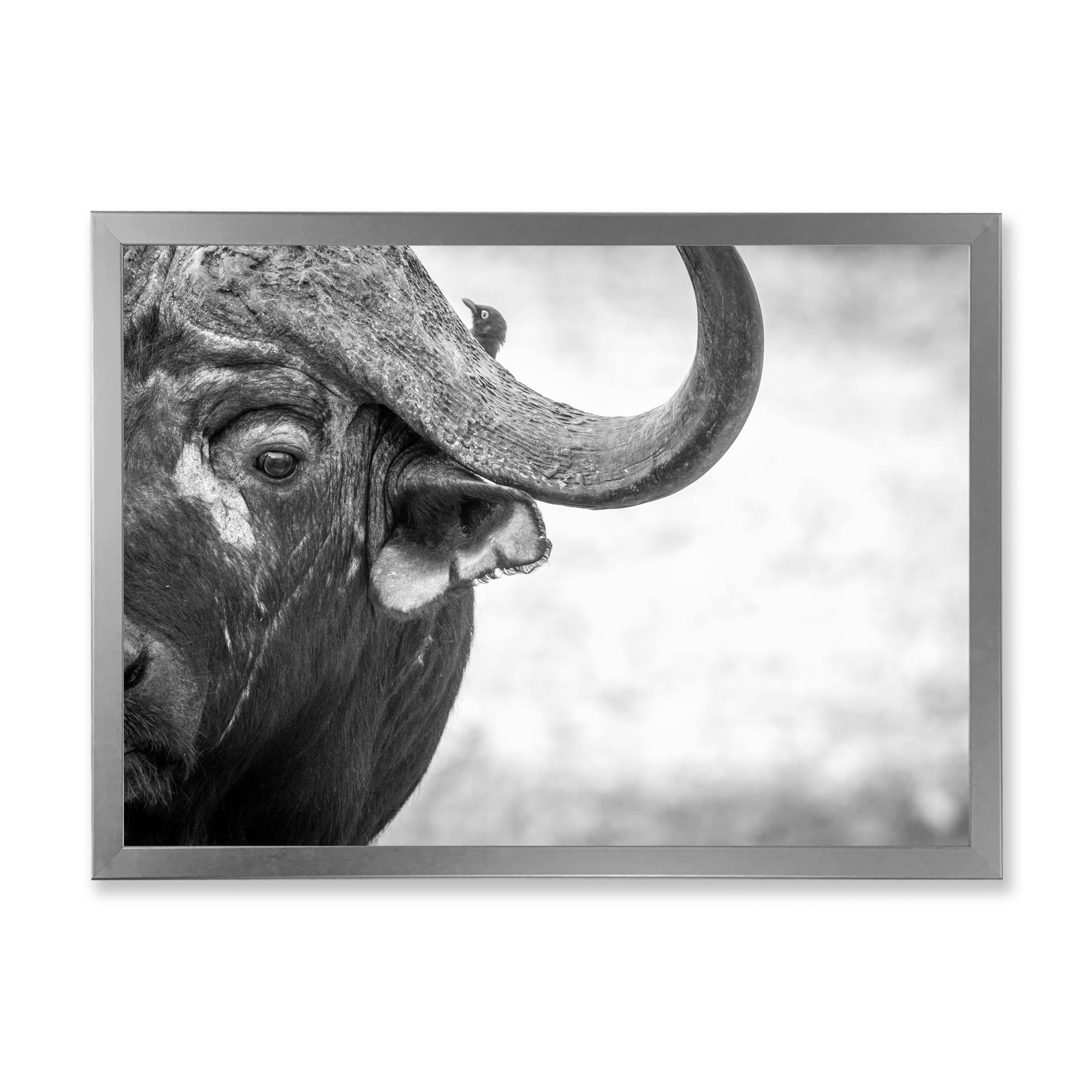 Designart 'Black and White Portrait Of Buffalo III' Farmhouse Framed Art Print