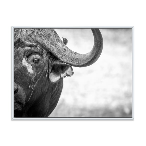 Designart 'Black and White Portrait Of Buffalo III' Farmhouse Framed Canvas Wall Art Print
