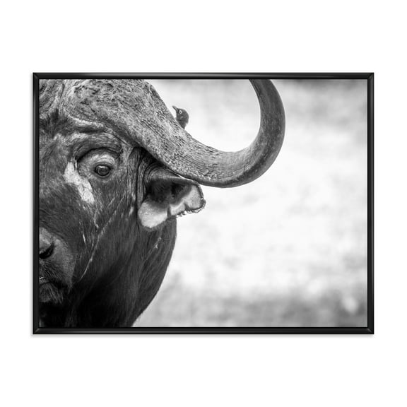 Designart 'Black and White Portrait Of Buffalo III' Farmhouse Framed Canvas Wall Art Print