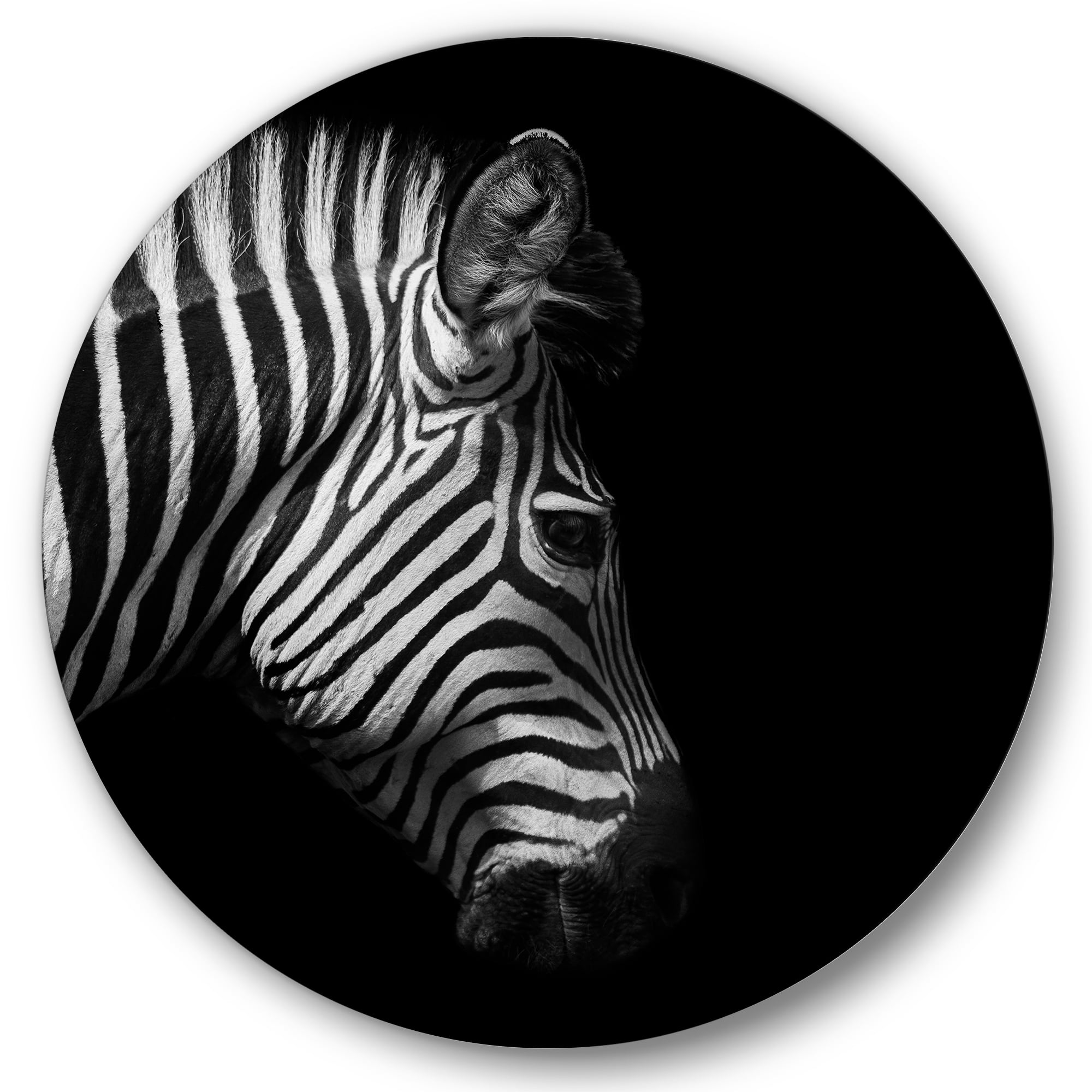 Designart 'Black and White Portrait of Zebra Head' Farmhouse Circle Metal Wall Art 23x23 - Disc of 23