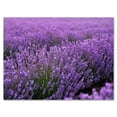 thumbnail image 1 of Designart ' Blooming Purple Lavender Meadow ' Farmhouse Canvas Wall Art Print, 1 of 4