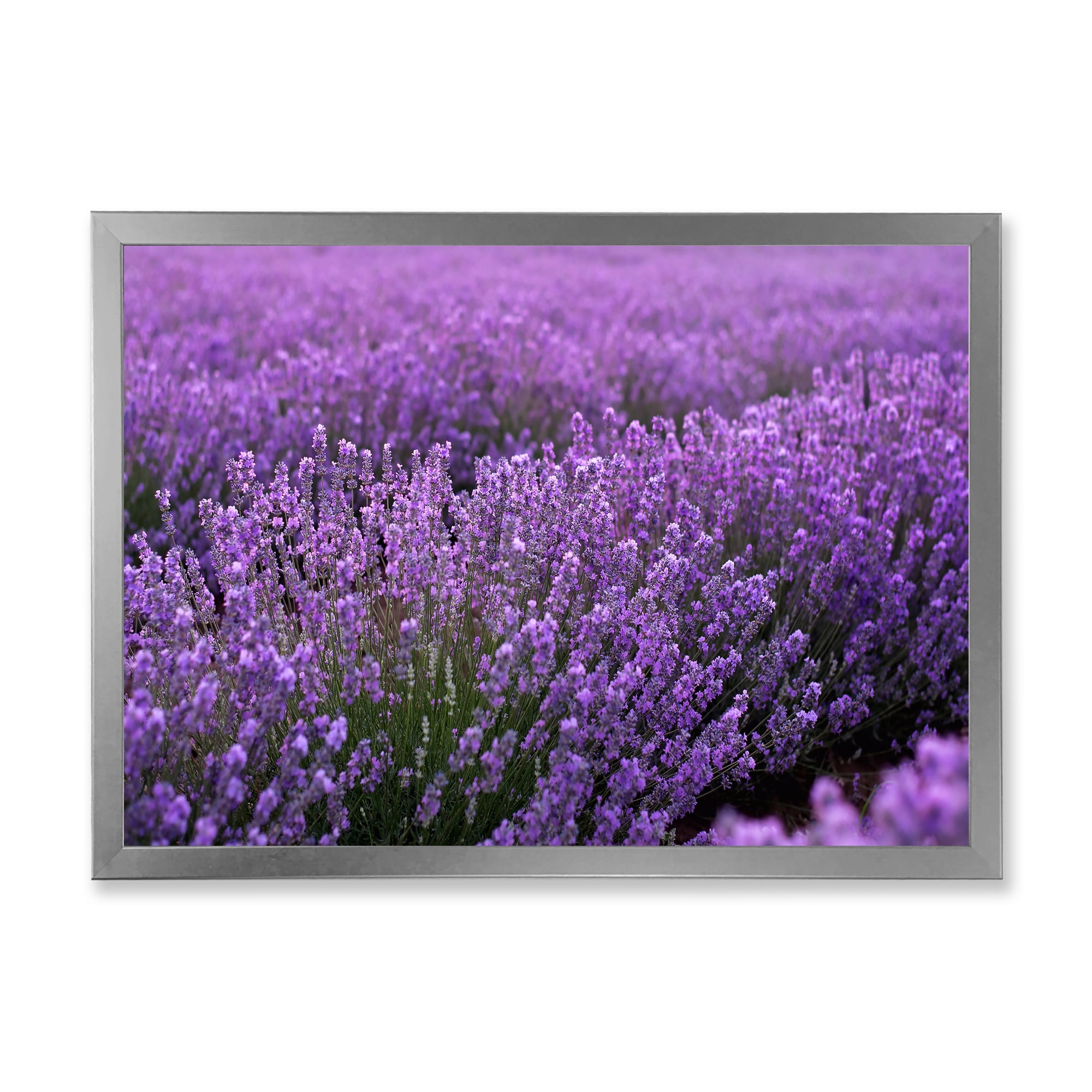 Designart 'Blooming Purple Lavender Meadow' Farmhouse Framed Art Print