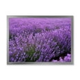 thumbnail image 1 of Designart 'Blooming Purple Lavender Meadow' Farmhouse Framed Art Print, 1 of 4