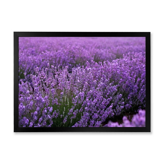 Designart 'Blooming Purple Lavender Meadow' Farmhouse Framed Art Print