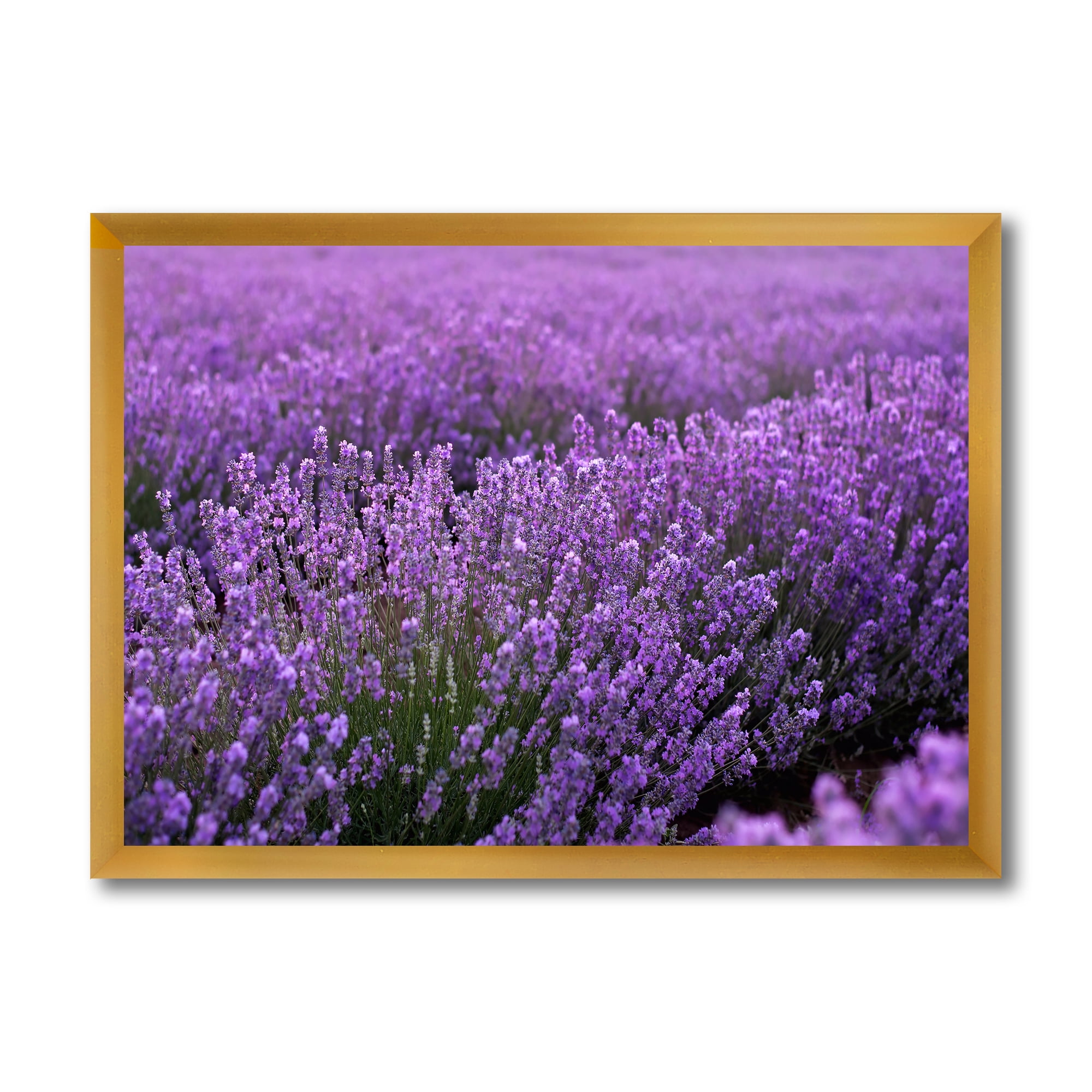 Designart 'Blooming Purple Lavender Meadow' Farmhouse Framed Art Print