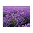 thumbnail image 1 of Designart 'Blooming Purple Lavender Meadow' Farmhouse Framed Canvas Wall Art Print, 1 of 5