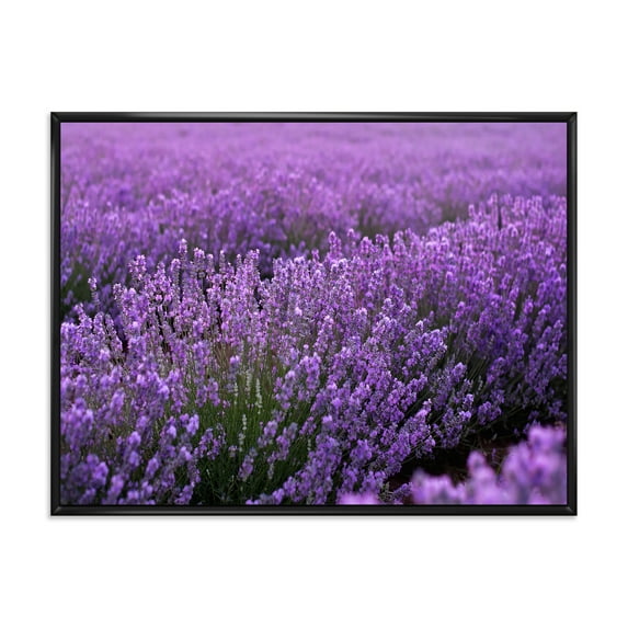 Designart 'Blooming Purple Lavender Meadow' Farmhouse Framed Canvas Wall Art Print