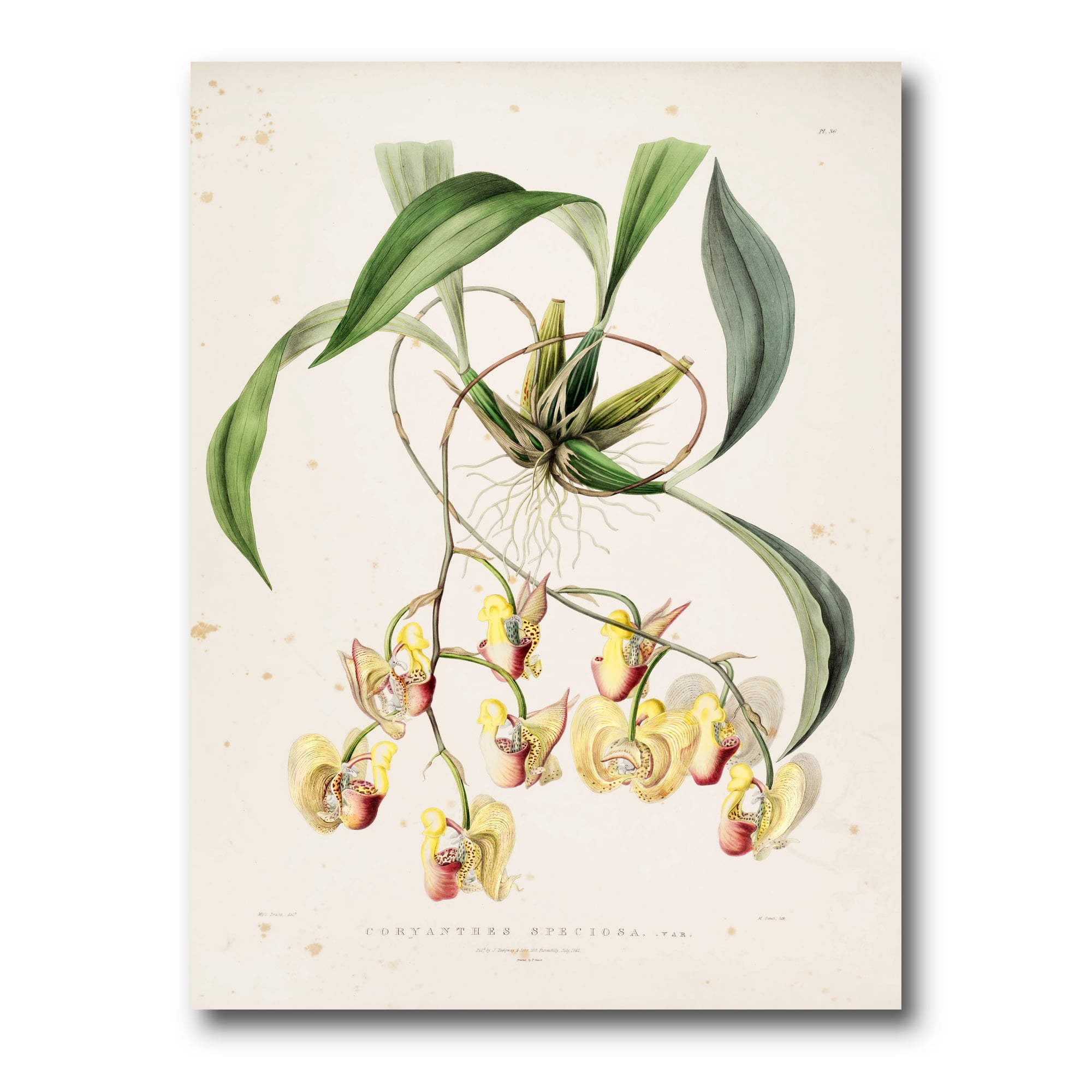 Designart ' Blossoming Vintage Flower I ' Traditional Canvas Wall Art Print