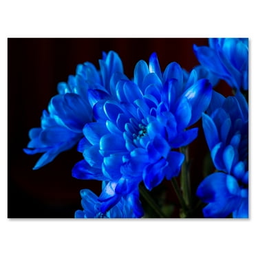 Designart ' Blue Chrysanthemum Flowers On Black Backround ' Traditional Canvas Wall Art Print