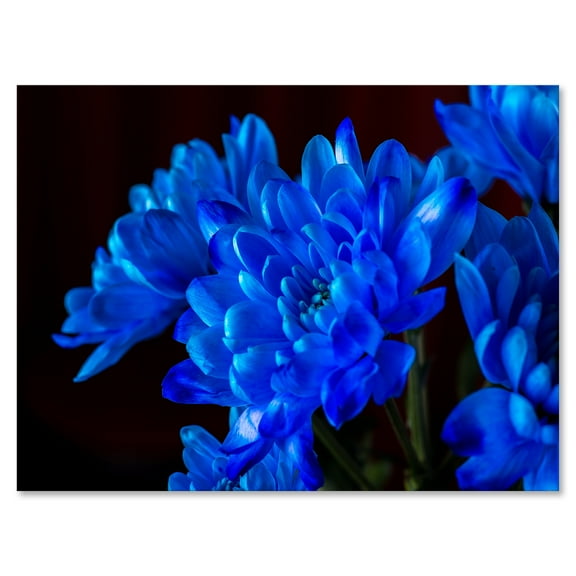 Designart ' Blue Chrysanthemum Flowers On Black Backround ' Traditional Canvas Wall Art Print