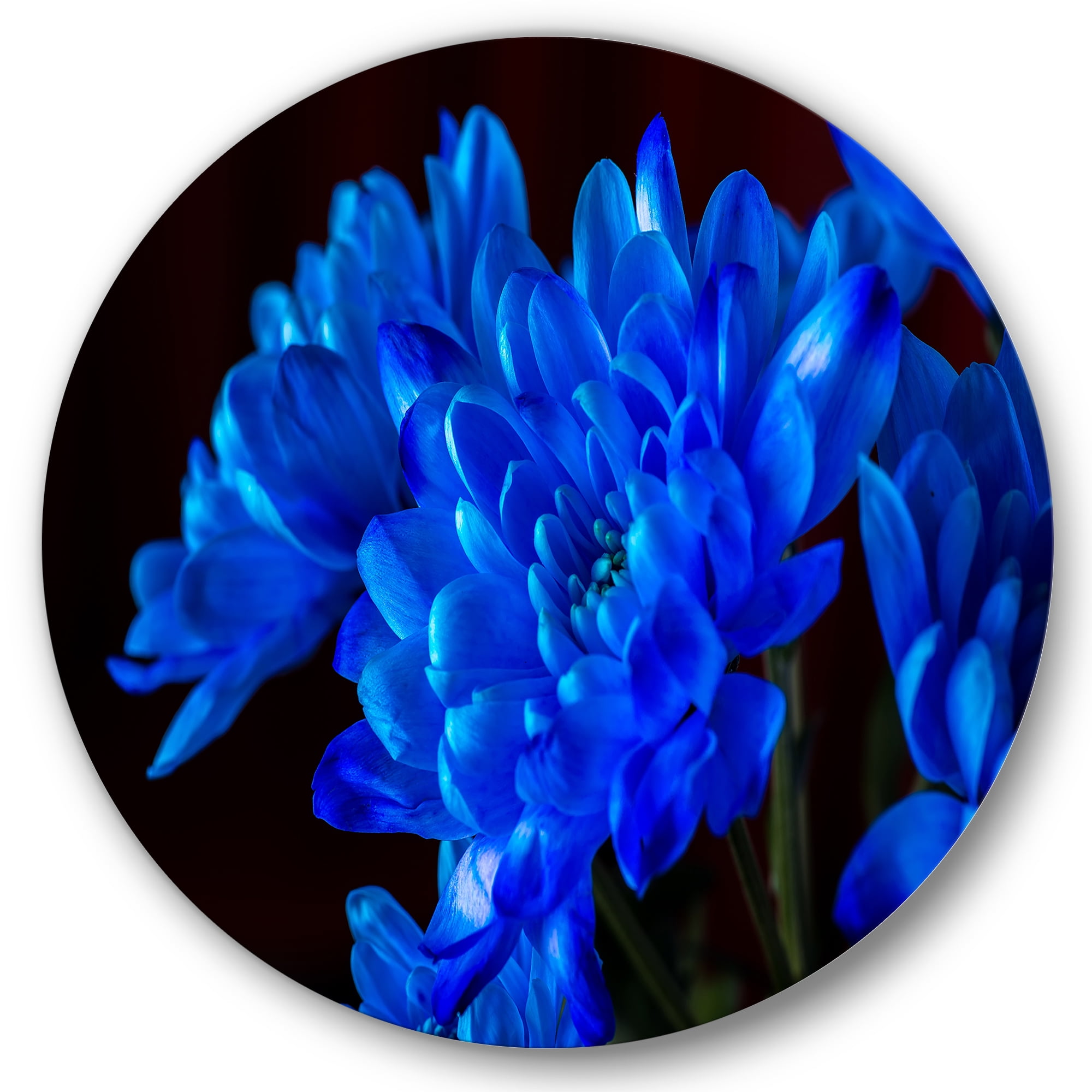 Designart 'Blue Chrysanthemum Flowers On Black Backround' Traditional Circle Metal Wall Art 29x29 - Disc of 29