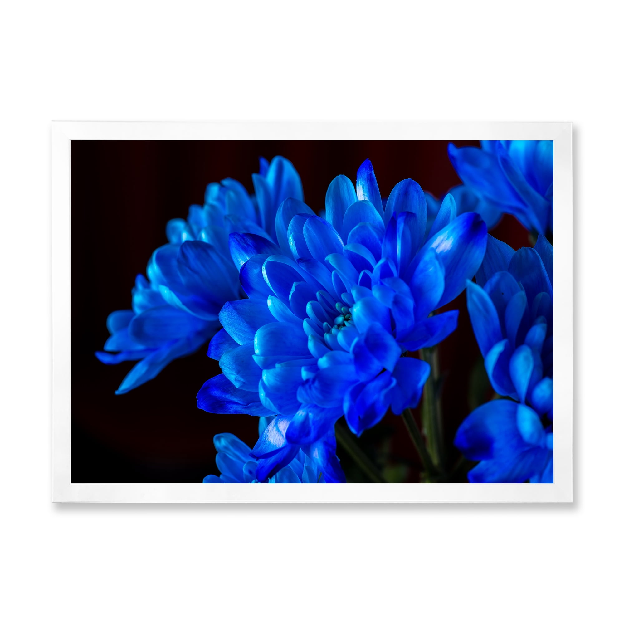 Designart 'Blue Chrysanthemum Flowers On Black Backround' Traditional Framed Art Print