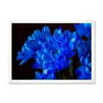 thumbnail image 1 of Designart 'Blue Chrysanthemum Flowers On Black Backround' Traditional Framed Art Print, 1 of 4