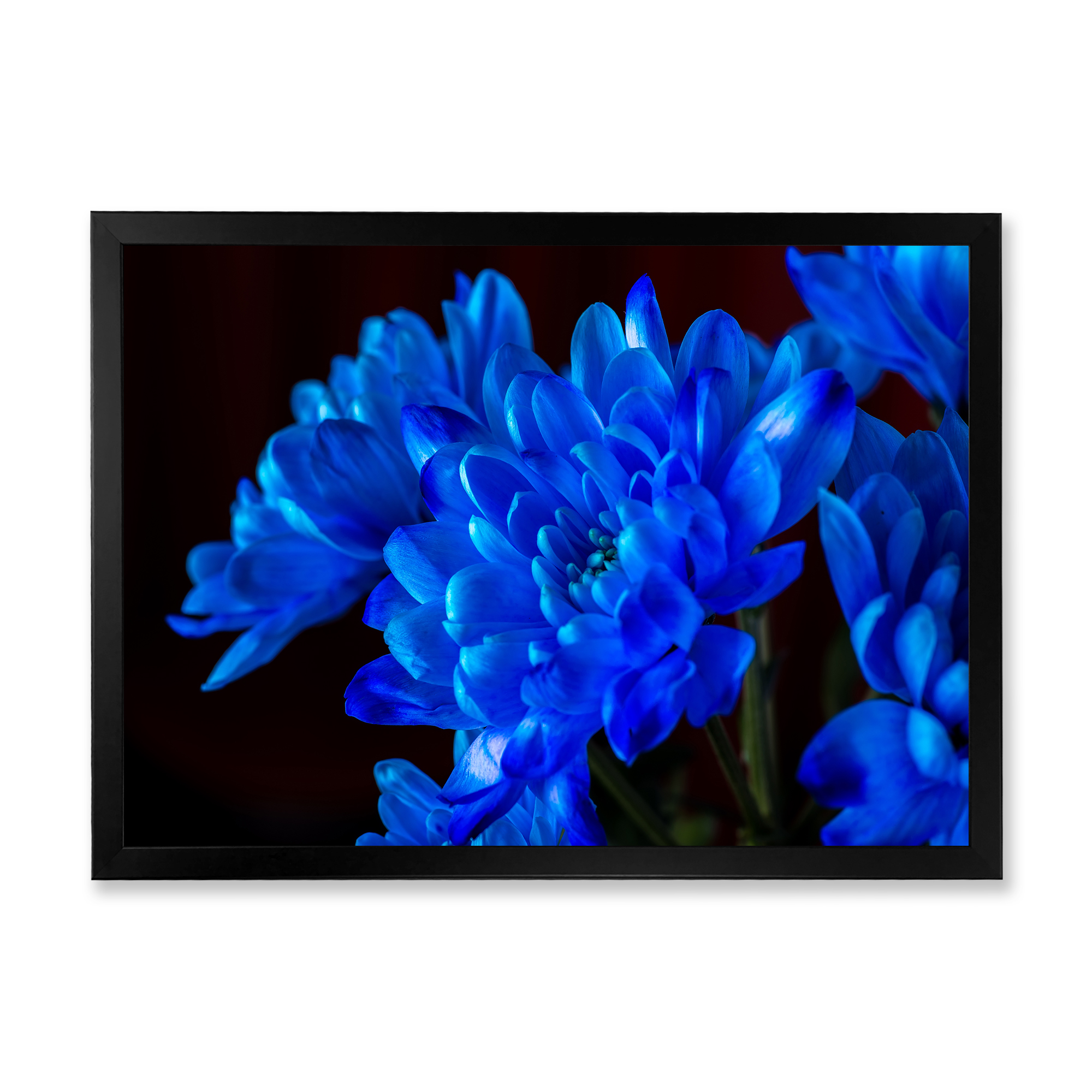 Designart 'Blue Chrysanthemum Flowers On Black Backround' Traditional Framed Art Print