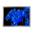 thumbnail image 1 of Designart 'Blue Chrysanthemum Flowers On Black Backround' Traditional Framed Art Print, 1 of 4