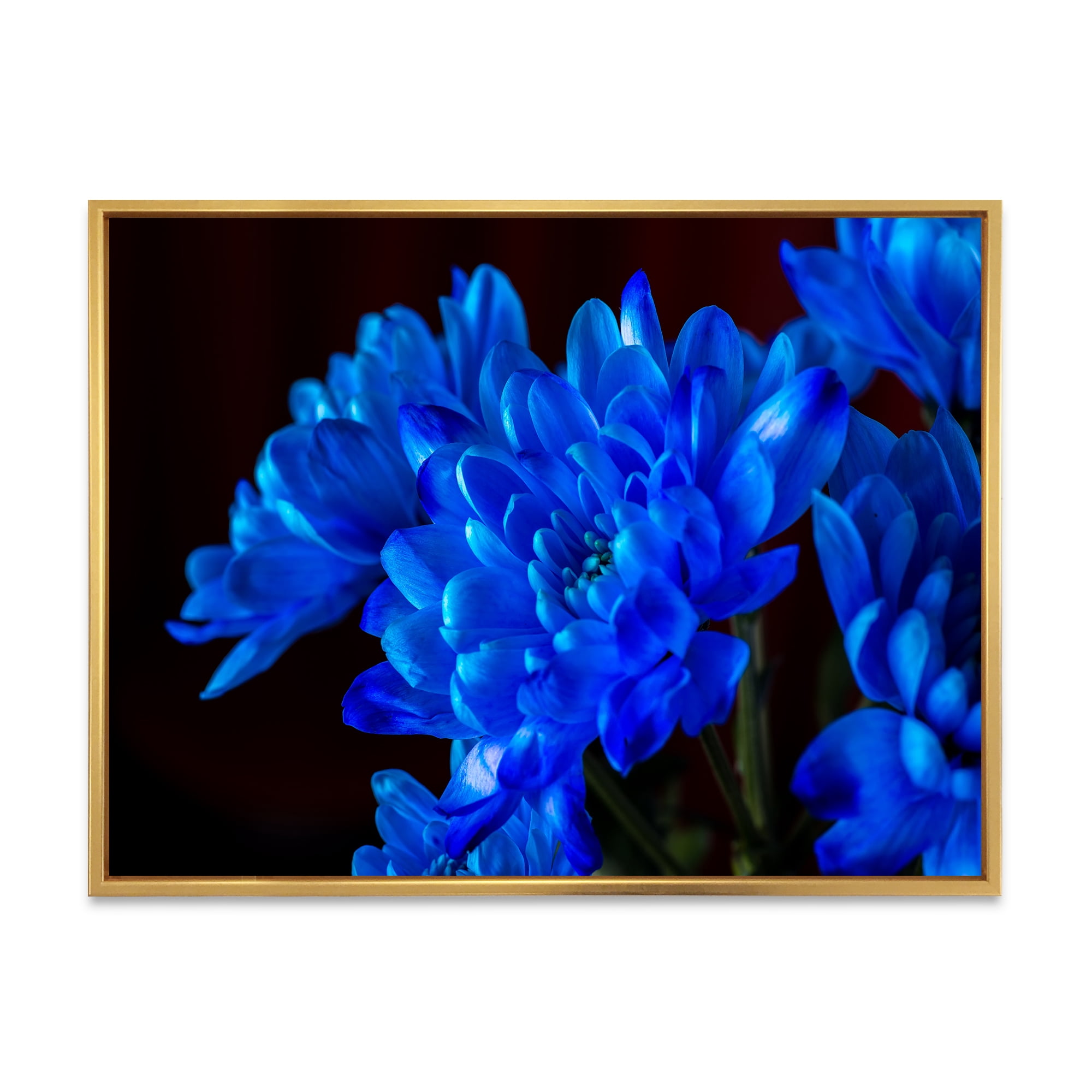 Designart 'Blue Chrysanthemum Flowers On Black Backround' Traditional Framed Canvas Wall Art Print