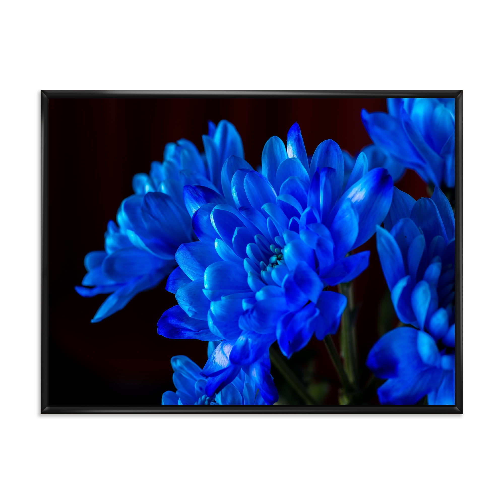 Designart 'Blue Chrysanthemum Flowers On Black Backround' Traditional Framed Canvas Wall Art Print