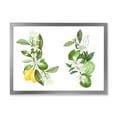 thumbnail image 1 of Designart 'Bouquets Of Blooming Lemon Tree Branches on White' Traditional Framed Art Print, 1 of 4