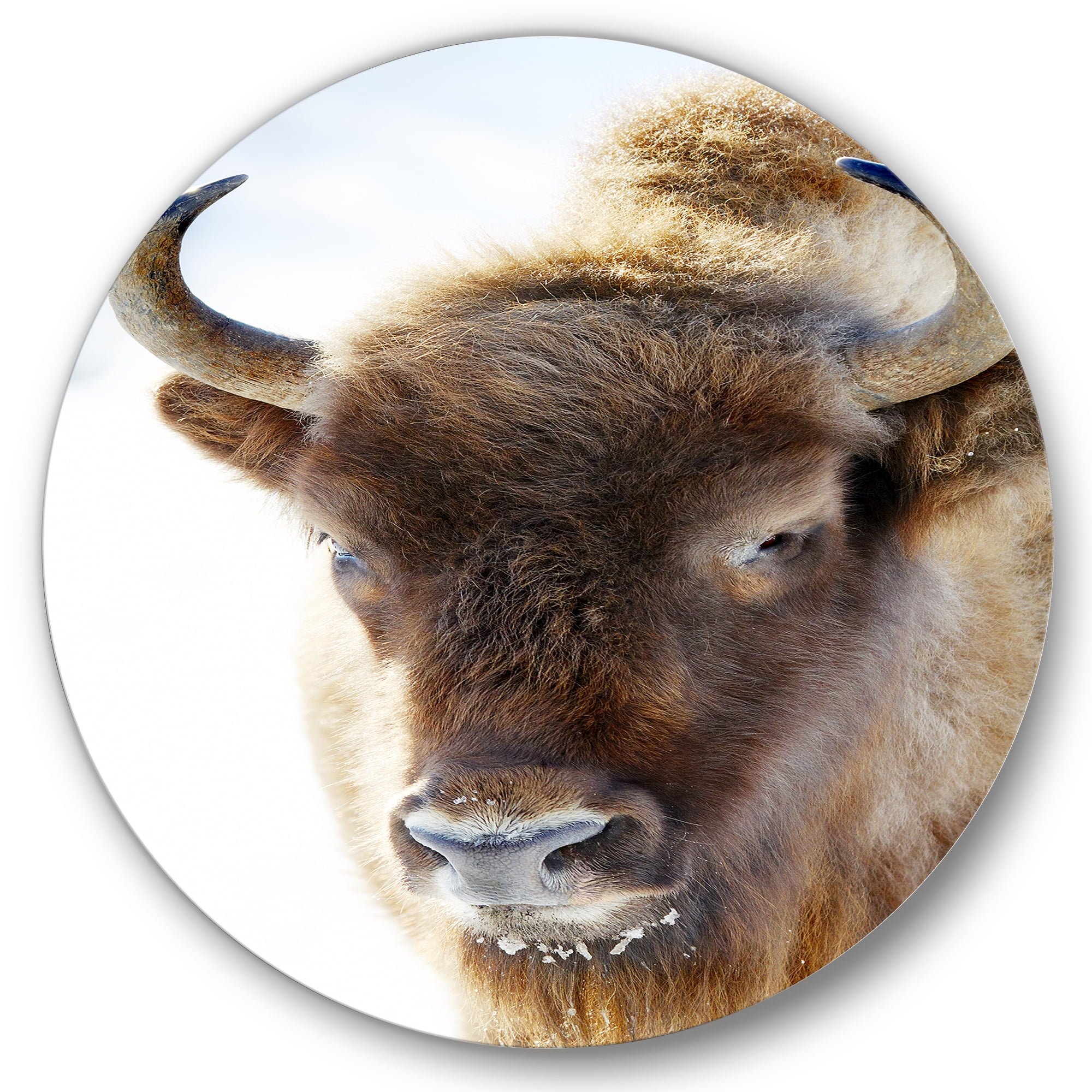 Designart 'Close UP Of Wild Bison' Farmhouse Circle Metal Wall Art 36x36 - Disc of 36