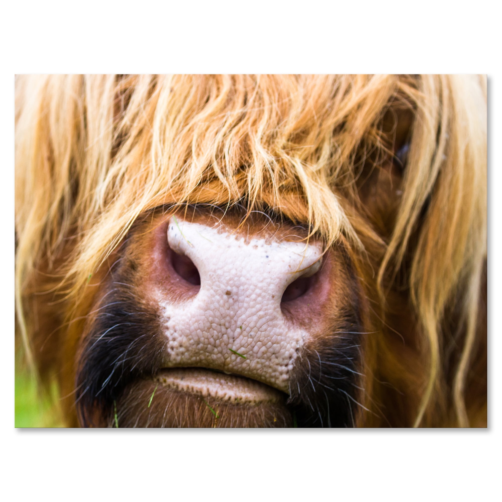 Designart ' Close-Up Highland Cattle ' Farmhouse Canvas Wall Art Print