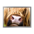 thumbnail image 1 of Designart 'Close-Up Highland Cattle' Farmhouse Framed Art Print, 1 of 4