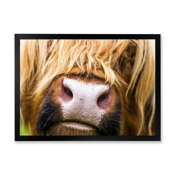 Designart 'Close-Up Highland Cattle' Farmhouse Framed Art Print