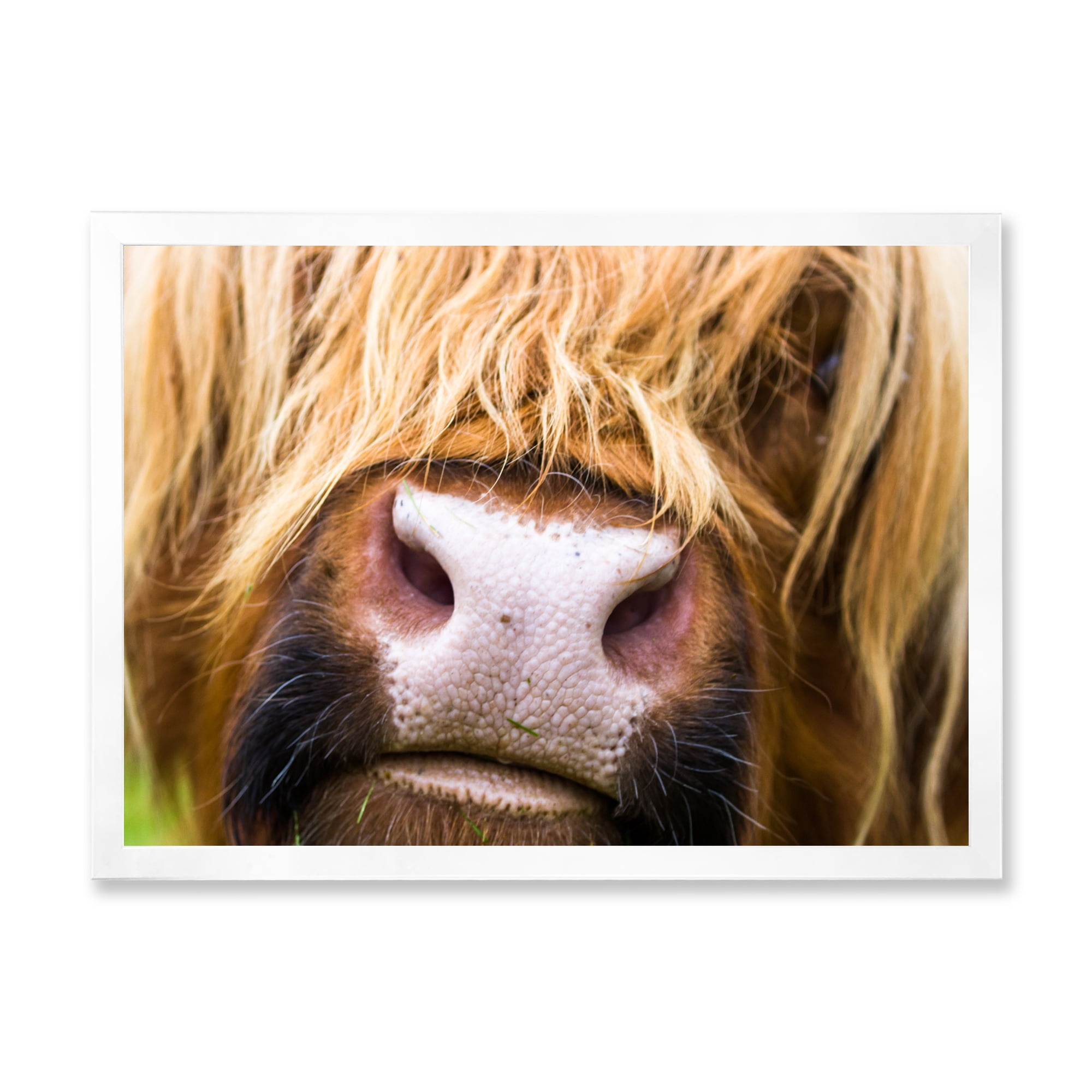 Designart 'Close-Up Highland Cattle' Farmhouse Framed Art Print