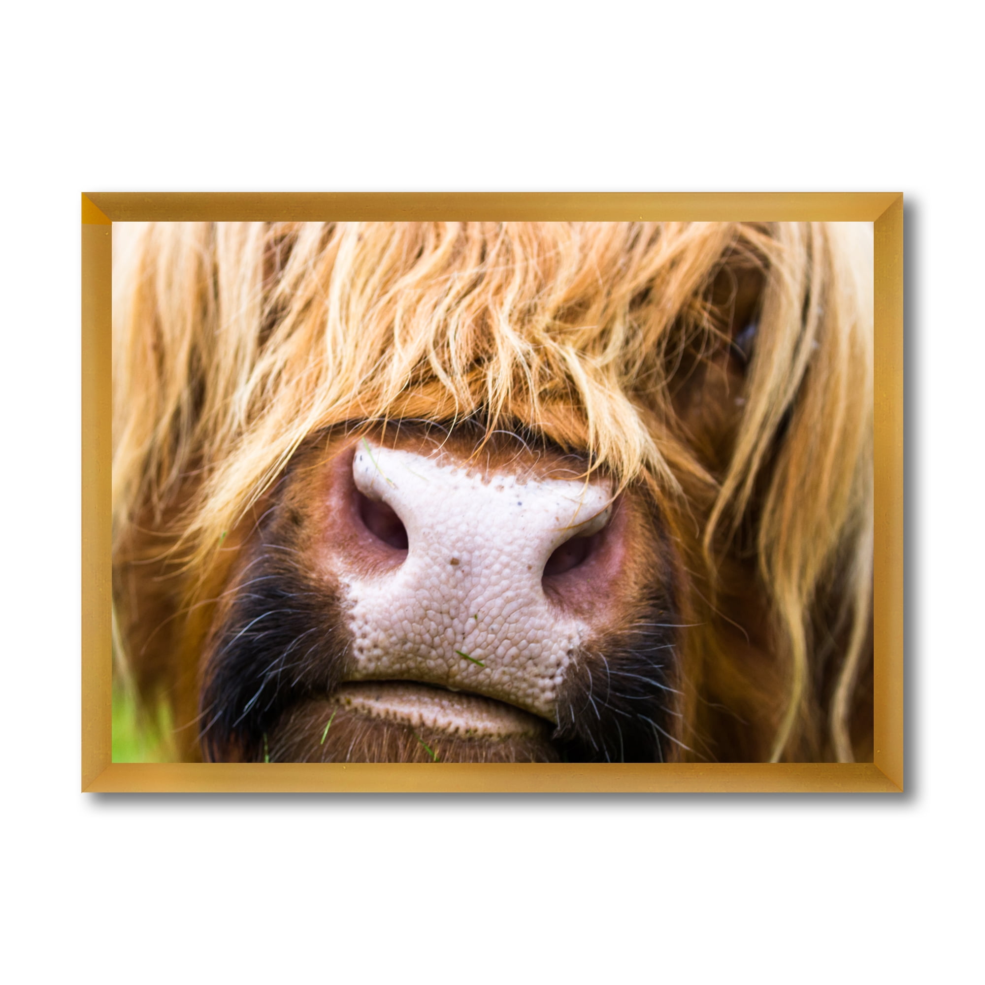Designart 'Close-Up Highland Cattle' Farmhouse Framed Art Print