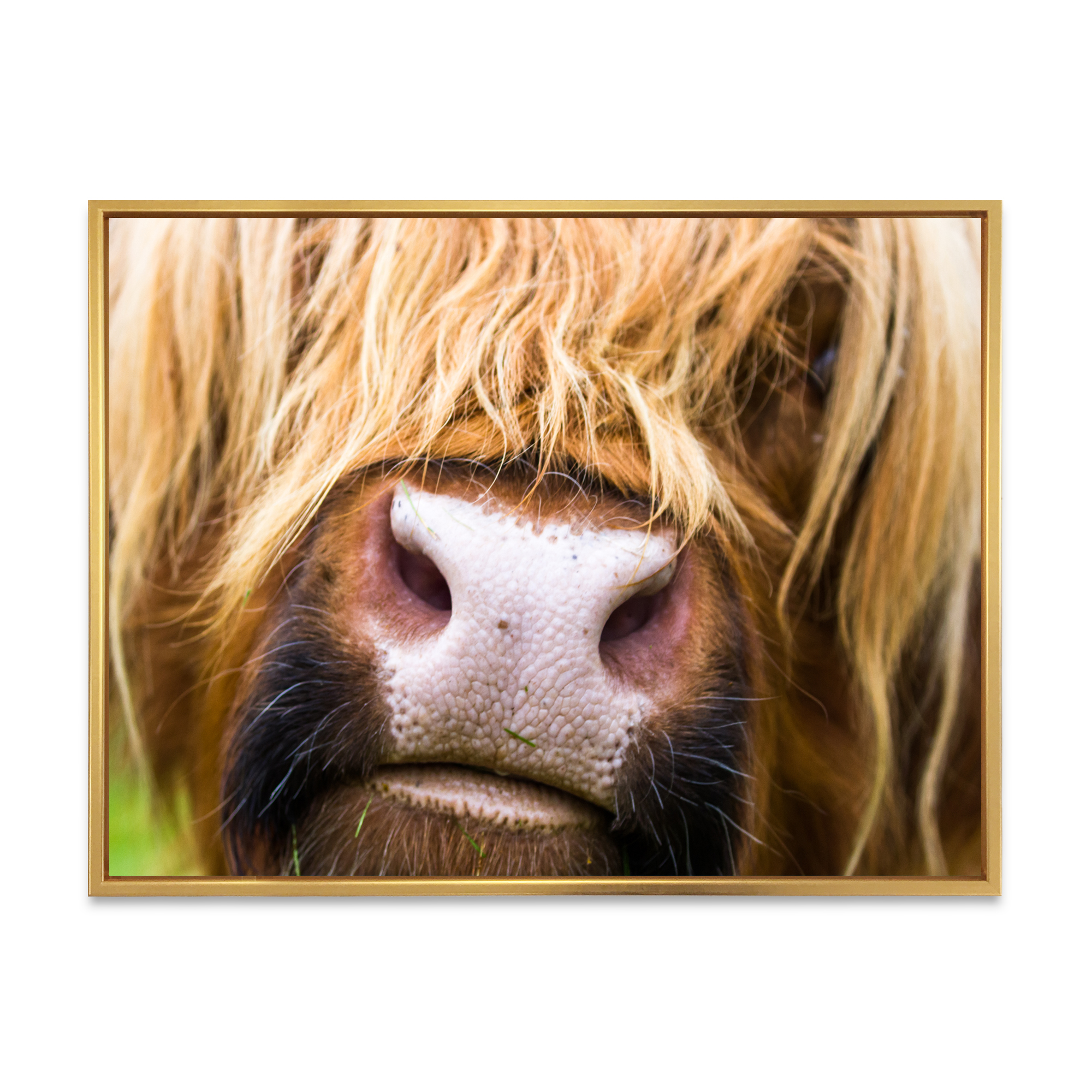 Designart 'Close-Up Highland Cattle' Farmhouse Framed Canvas Wall Art Print