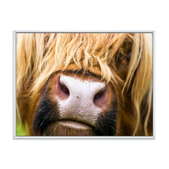 Designart 'Close-Up Highland Cattle' Farmhouse Framed Canvas Wall Art Print