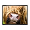 thumbnail image 1 of Designart 'Close-Up Highland Cattle' Farmhouse Framed Canvas Wall Art Print, 1 of 1